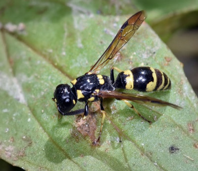 Potter Wasp, subf Eumeninae