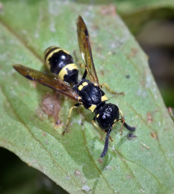 Potter Wasp, subf Eumeninae