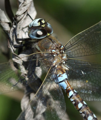 California Darner