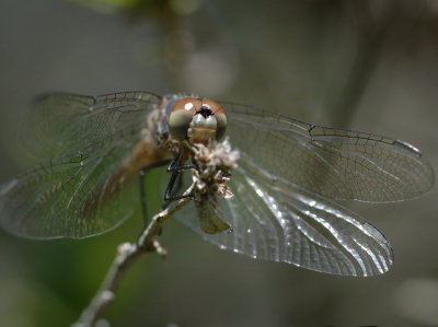 Blue Dasher