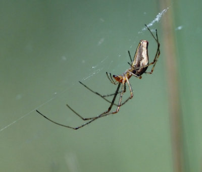 Longjawed Orbweaver