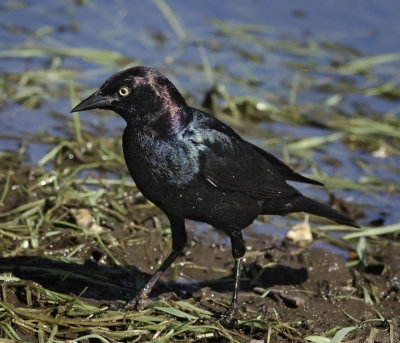 Brewers Blackbird