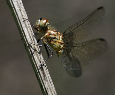 Blue Dasher