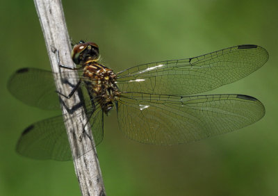 Blue Dasher