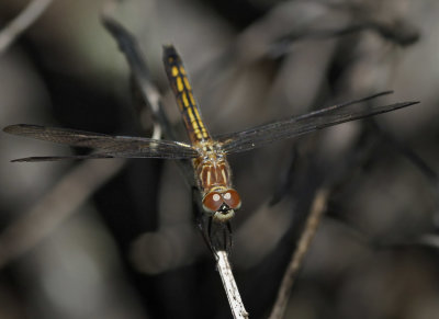 Blue Dasher, teneral female