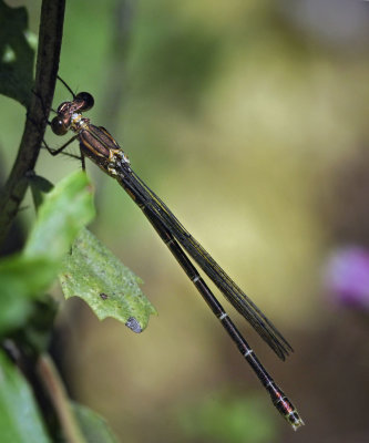 Black Spreadwing