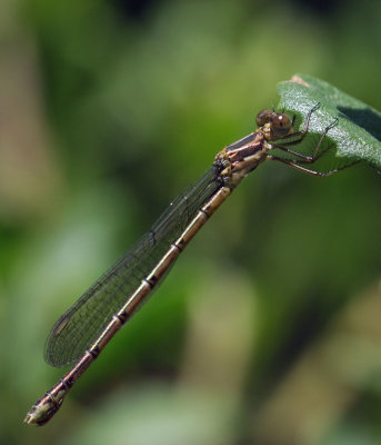 Black Spreadwing