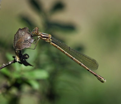 Black Spreadwing