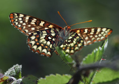 Variable Checkerspot