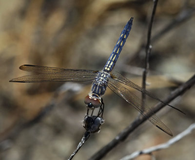 Blue Dasher