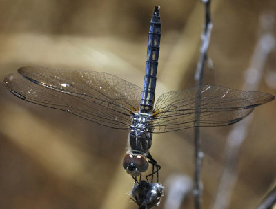 Blue Dasher