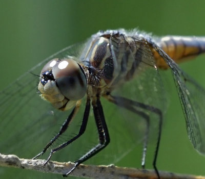 Blue Dasher