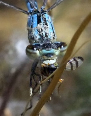 Bluet, female with prey