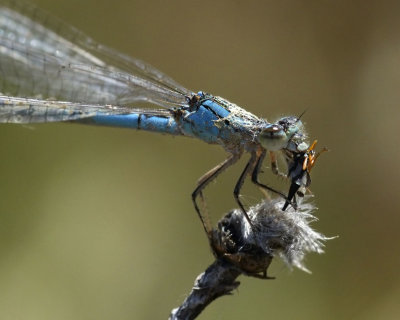 Bluet, female with prey