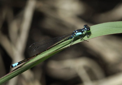 Pacific Forktail, male