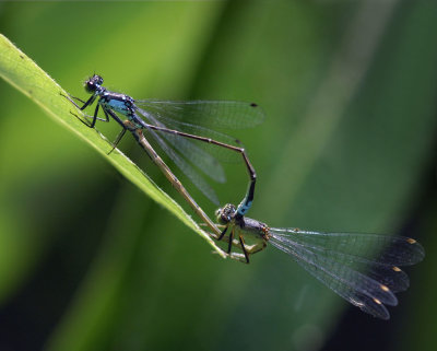 Pacific Forktails