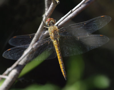 Wandering Glider
