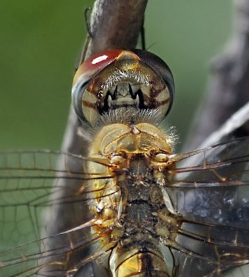 Wandering Glider