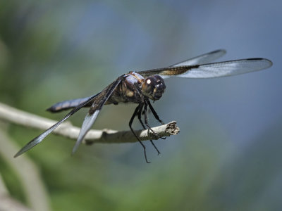 Widow Skimmer, male