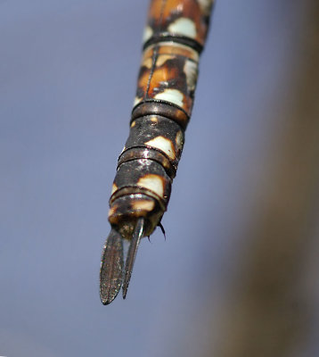 California Darner, female