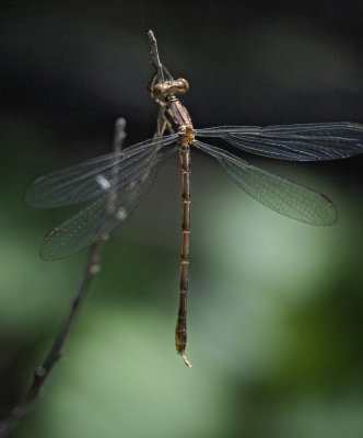 Black Spreadwing, female