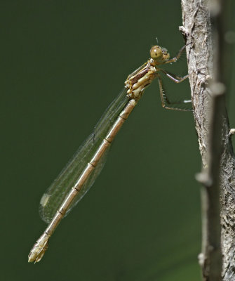 Black Spreadwing, teneral female