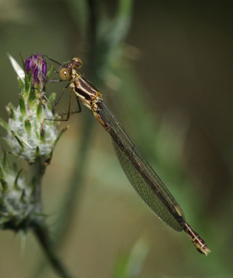 Black Spreadwing, teneral female