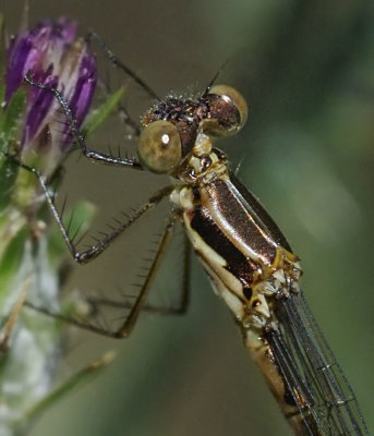 Black Spreadwing, teneral female