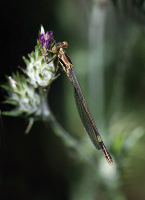 Black Spreadwing, teneral female