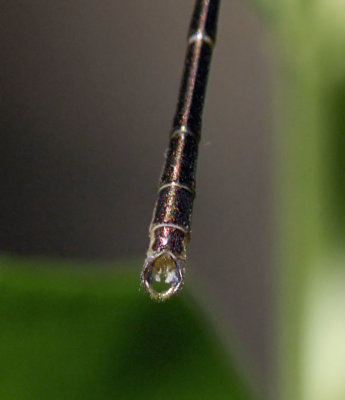 Spotted Spreadwing, teneral male