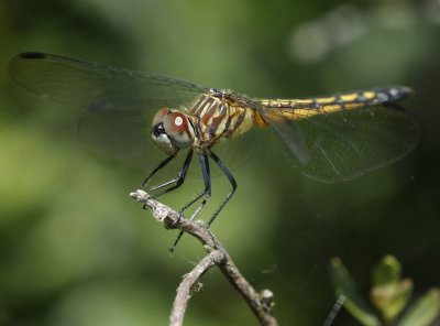 Blue Dasher, female