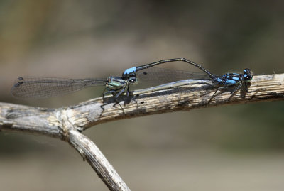 Exclamation Damsels