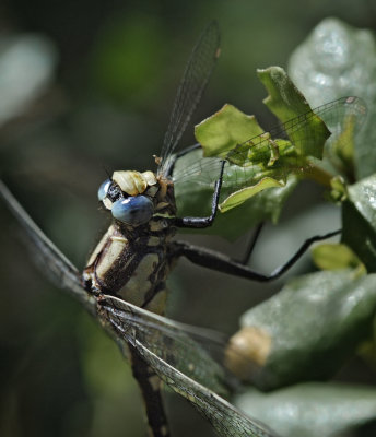 Pacific Clubtail with prey