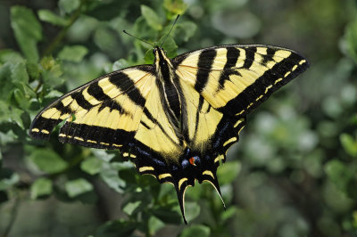 Western Tiger Swallowtail