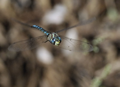 Paddle-tailed Darner