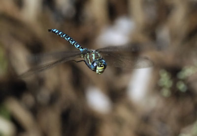 Paddle-tailed Darner