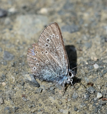 Lycaenidae: Elfins and Blues