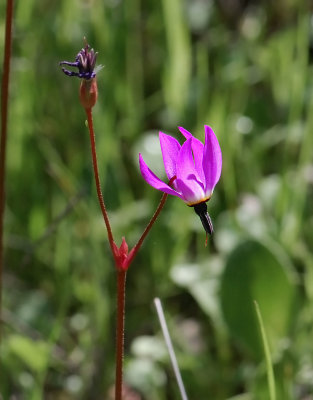 Hendersons Shooting Star, Primula hendersonii