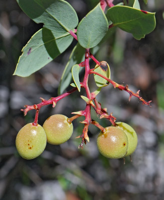 Ericaceae: Heath Family