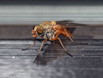 Rocky Mtn Bite Fly, Symphoromyia sp, female