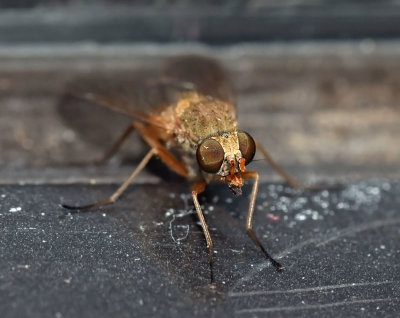 Rocky Mtn Bite Fly, Symphoromyia sp, female