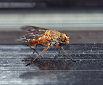 Rocky Mtn Bite Fly, Symphoromyia sp, female