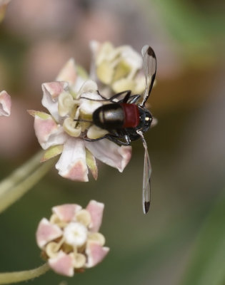 Ulidiidae: Picture-winged Flies