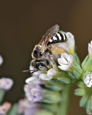 Mining Bee, Andrenidae female 