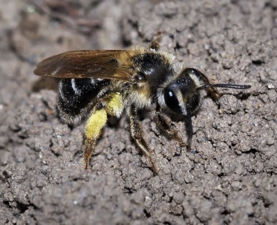 Mining Bee, Andrena sp