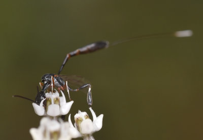 Carrot Wasp, female