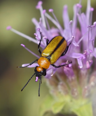 Blister Beetle in Monardella
