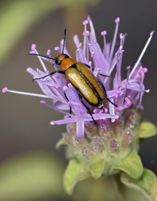 Blister Beetle, Nemognatha scutellaris