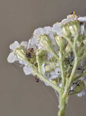 Pirate Spiders and others in Yarrow
