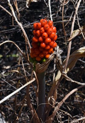 Araceae: Arum Family